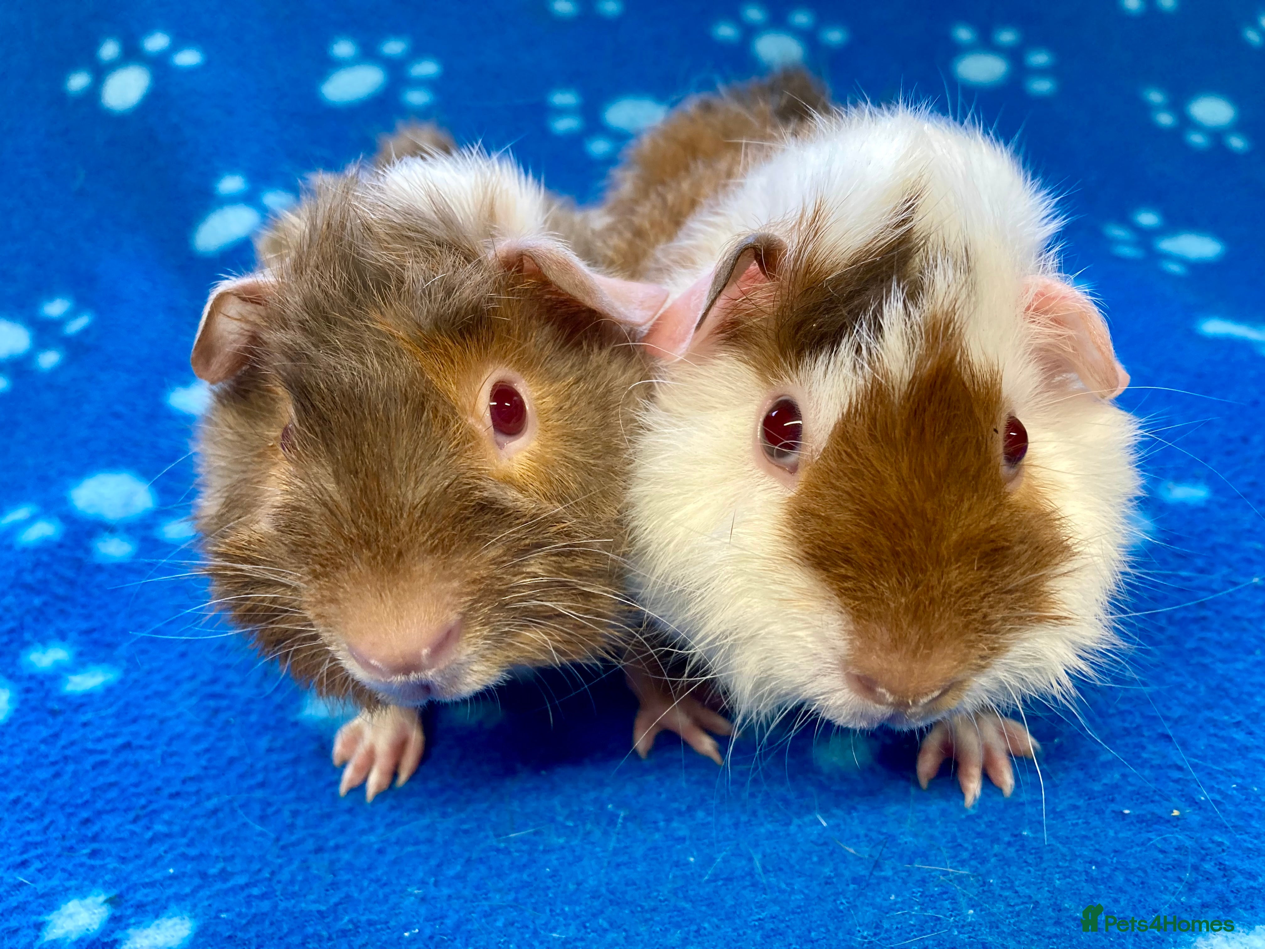 Guinea Pig rodents Baby guinea pig brothers ready to leave  - Advert 6
