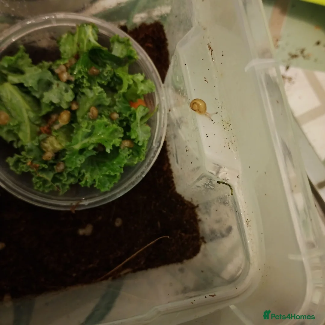 Snails invertebrates for sale: Fantastic snail babies  - Advert 2
