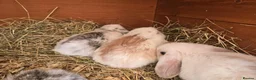 Mixed Breed rabbits for sale: Angora x French lop bunnies - Advert 13