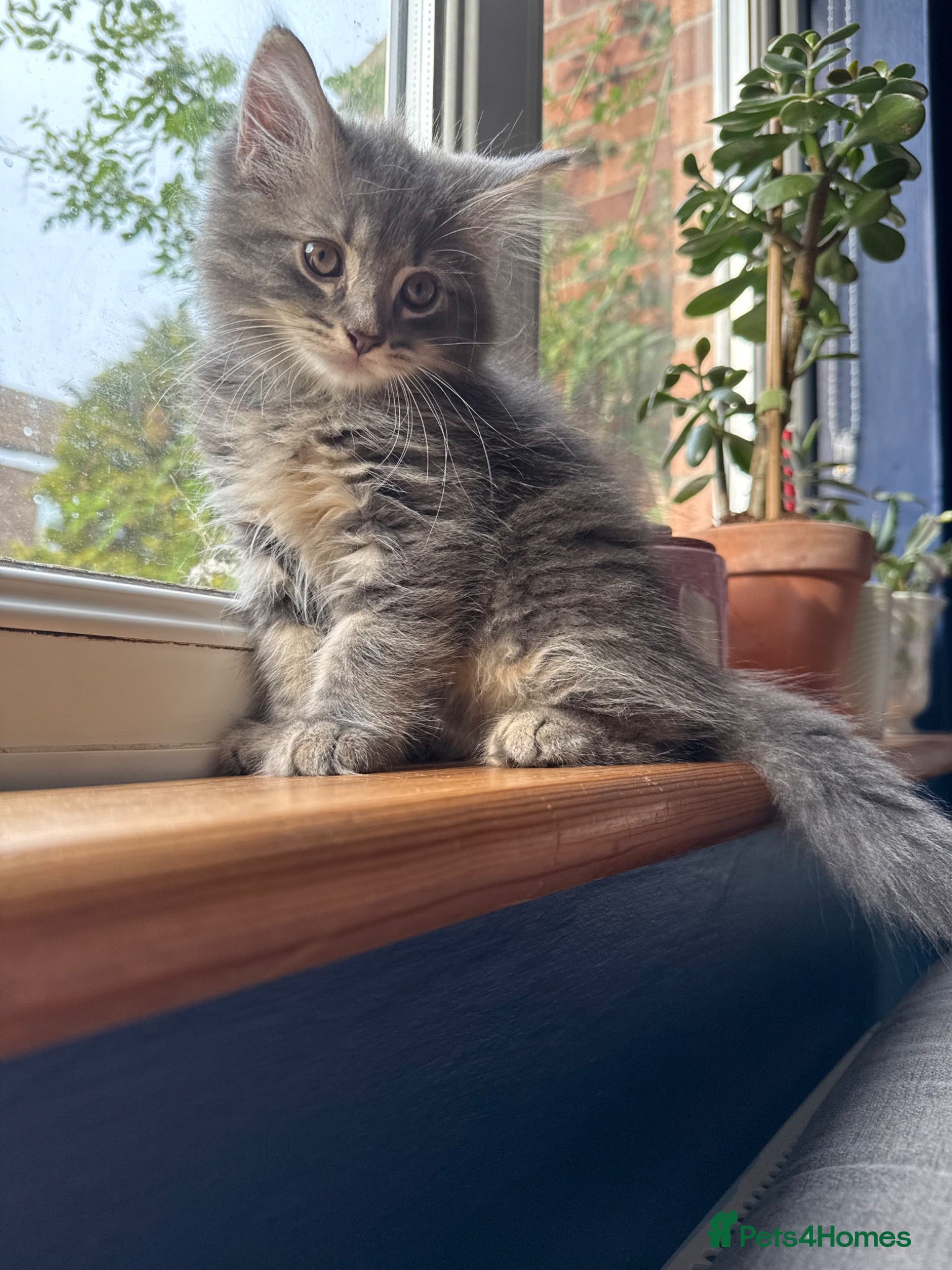 Mixed Breed cats Ready now. 3 kittens - Advert 6