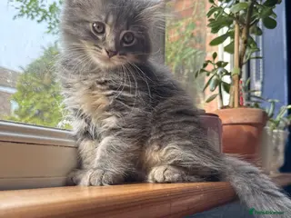 Mixed Breed cats Ready now. 3 kittens - Advert 2