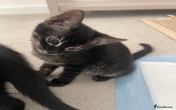 Bengal cats for sale: Adorable kittens looking for their forever homes  - Image 3