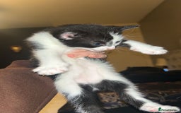 Bombay cats for sale: 4 Kittens for sale  - Image 4