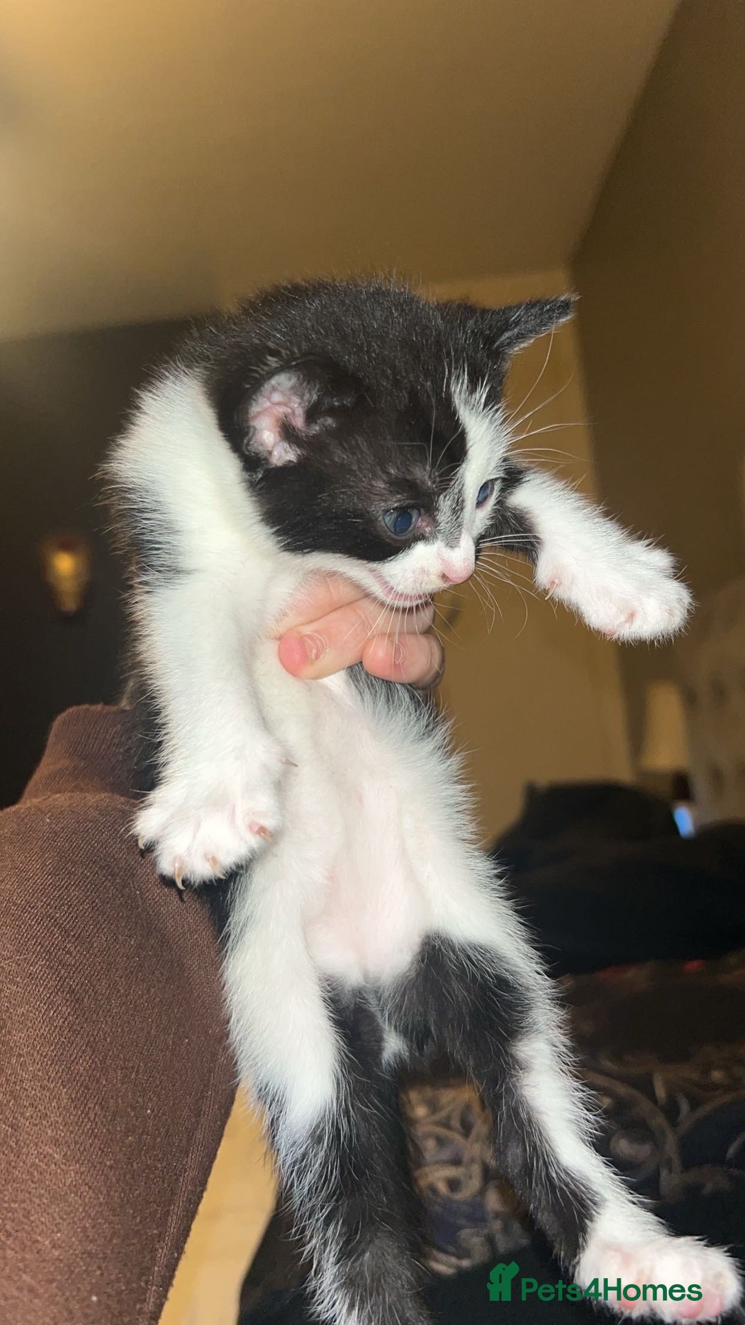 Bombay cats for sale: 4 Kittens for sale  - Image 4