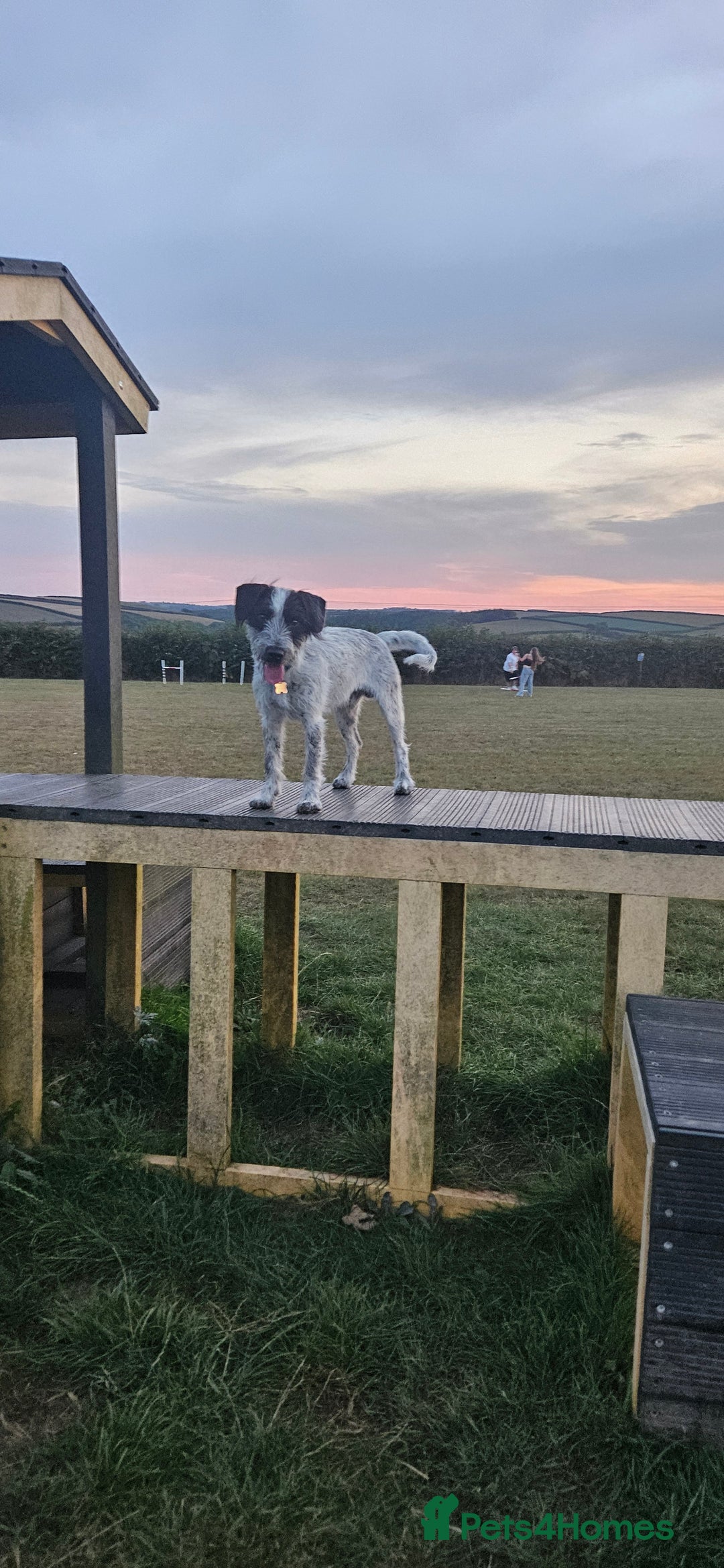 Mixed Breed dogs for sale: Terrier x cocker spaniel 10month old - Image 5
