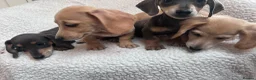 Miniature Dachshund dogs for sale: ***mini dachshund *** - Advert 6