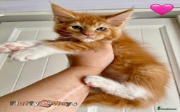Maine Coon cats for sale: 🐾🦁 *TICA REG* GINGER MAINE COON KITTENS🦁🐾 - Image 17
