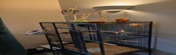 Conures birds for sale: Baby female Sun Conure. DNA certificate. - Advert 6