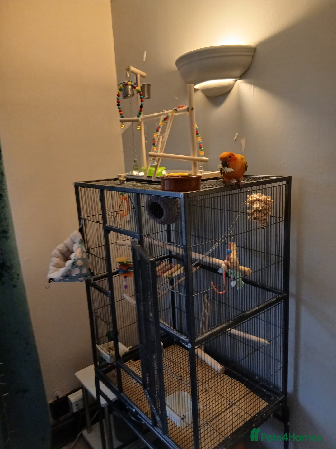 Conures birds for sale: Baby female Sun Conure. DNA certificate. - Advert 6