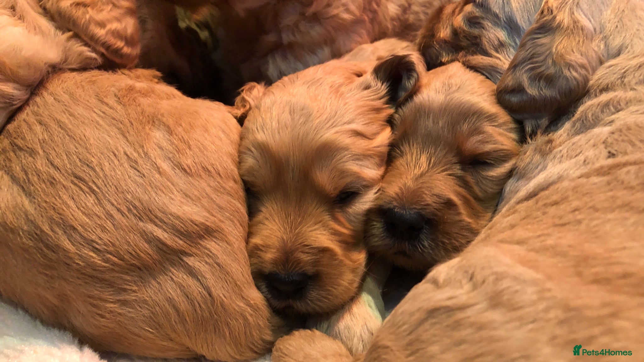 Goldendoodle dogs F1 Miniature Goldendoodle 100% DNA Health Tested - Advert 8