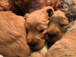 Goldendoodle dogs F1 Miniature Goldendoodle 100% DNA Health Tested - Advert 8