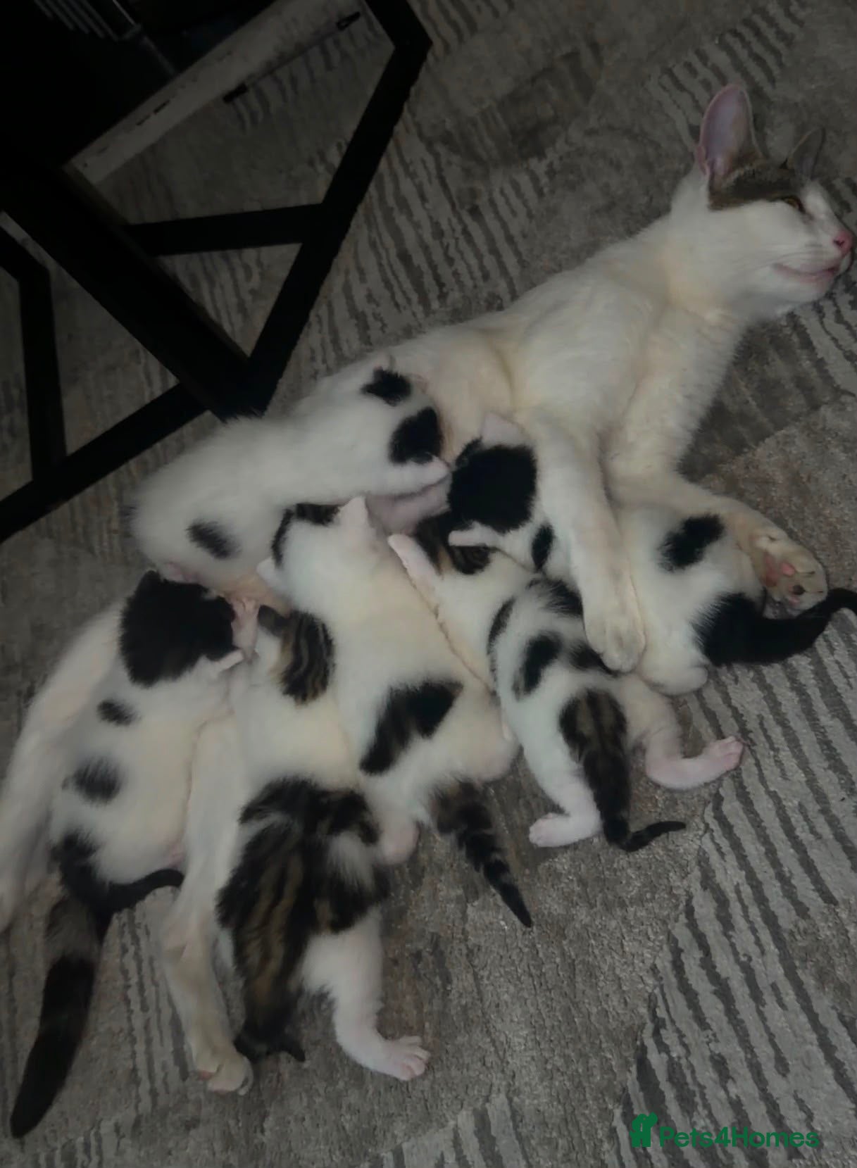 Mixed Breed cats Kitten - Advert 12
