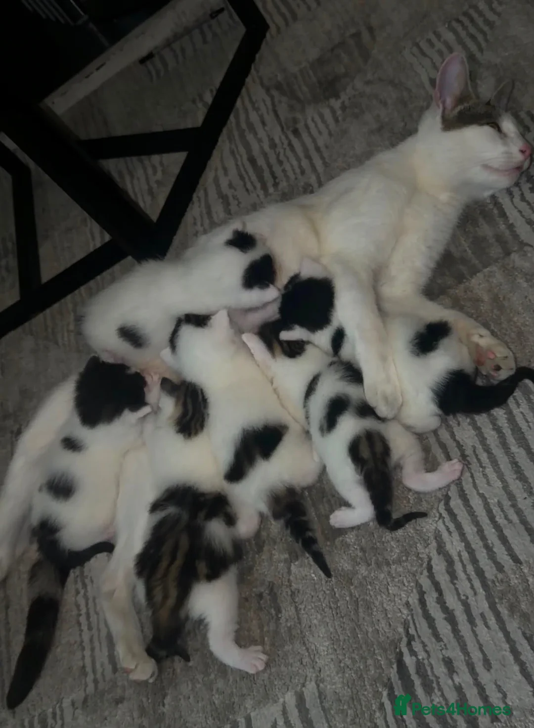 Mixed Breed cats for sale: Kitten - Advert 1