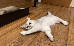 Scottish Fold cats for sale: 😻😻😻 Last beautiful girl 😻😻😻 - Image 6