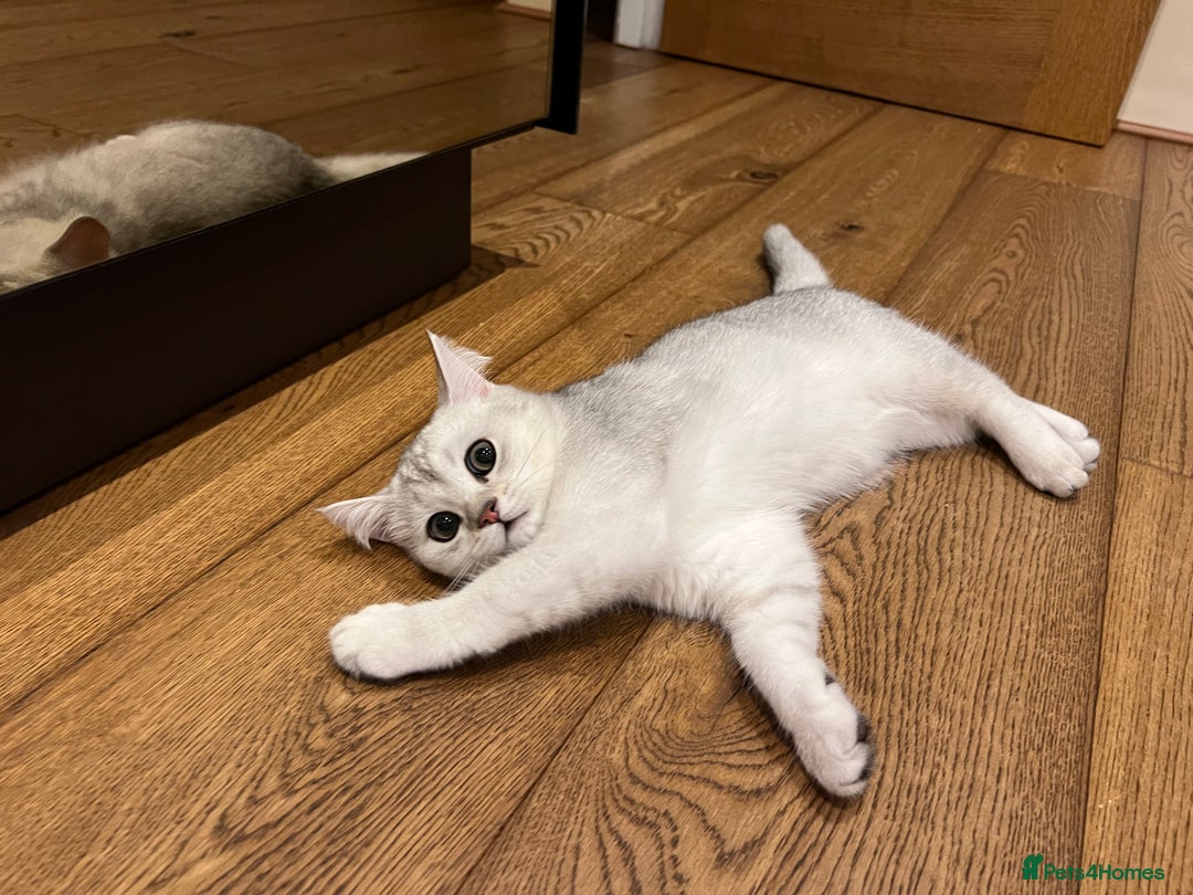 Scottish Fold cats for sale: 😻😻😻 Last beautiful girl 😻😻😻 - Image 6