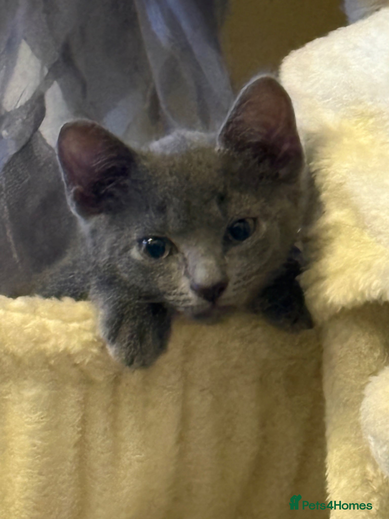 Russian Blue cats for sale: Blue Russian kittens - Advert 3