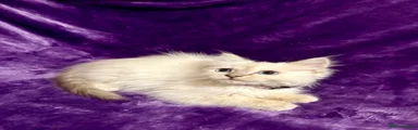 Female 1 - Purple Collar
