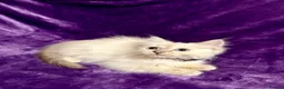 Ragdoll cats for sale: Beautiful GCCF Ragdoll Kittens  - Advert 30