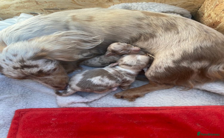 Miniature Dachshund dogs - Advert 2