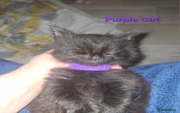 Mixed Breed cats for sale: 5 fluffy black kittens with hints of grey - Image 10