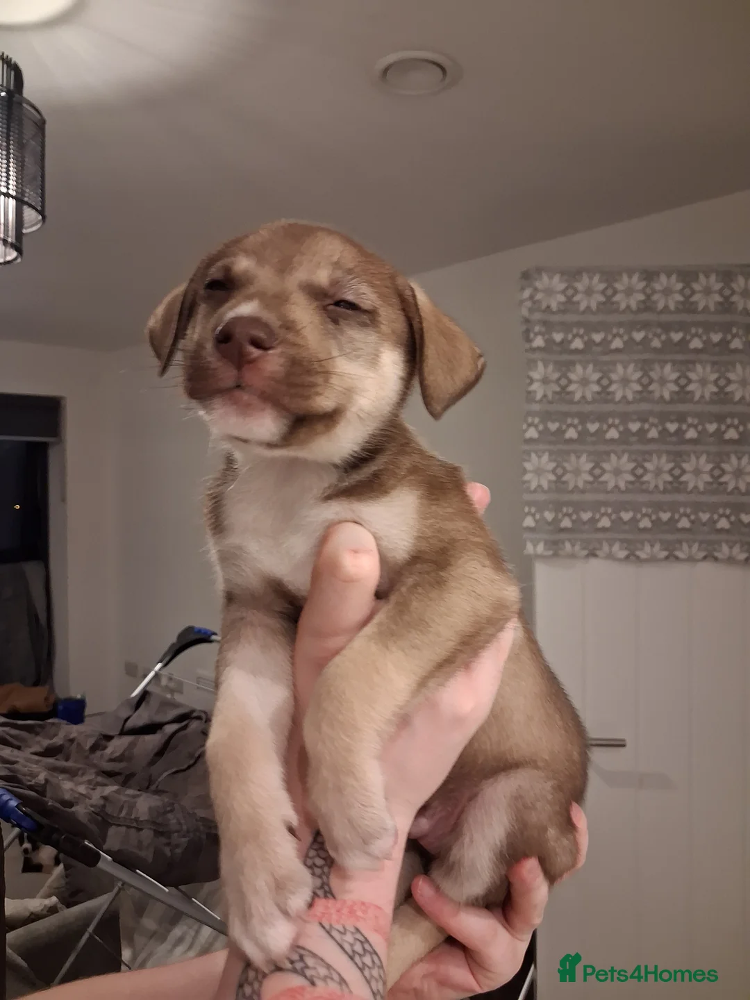 Mixed Breed dogs for sale: Agouti Husky Cross puppies  - Advert 25