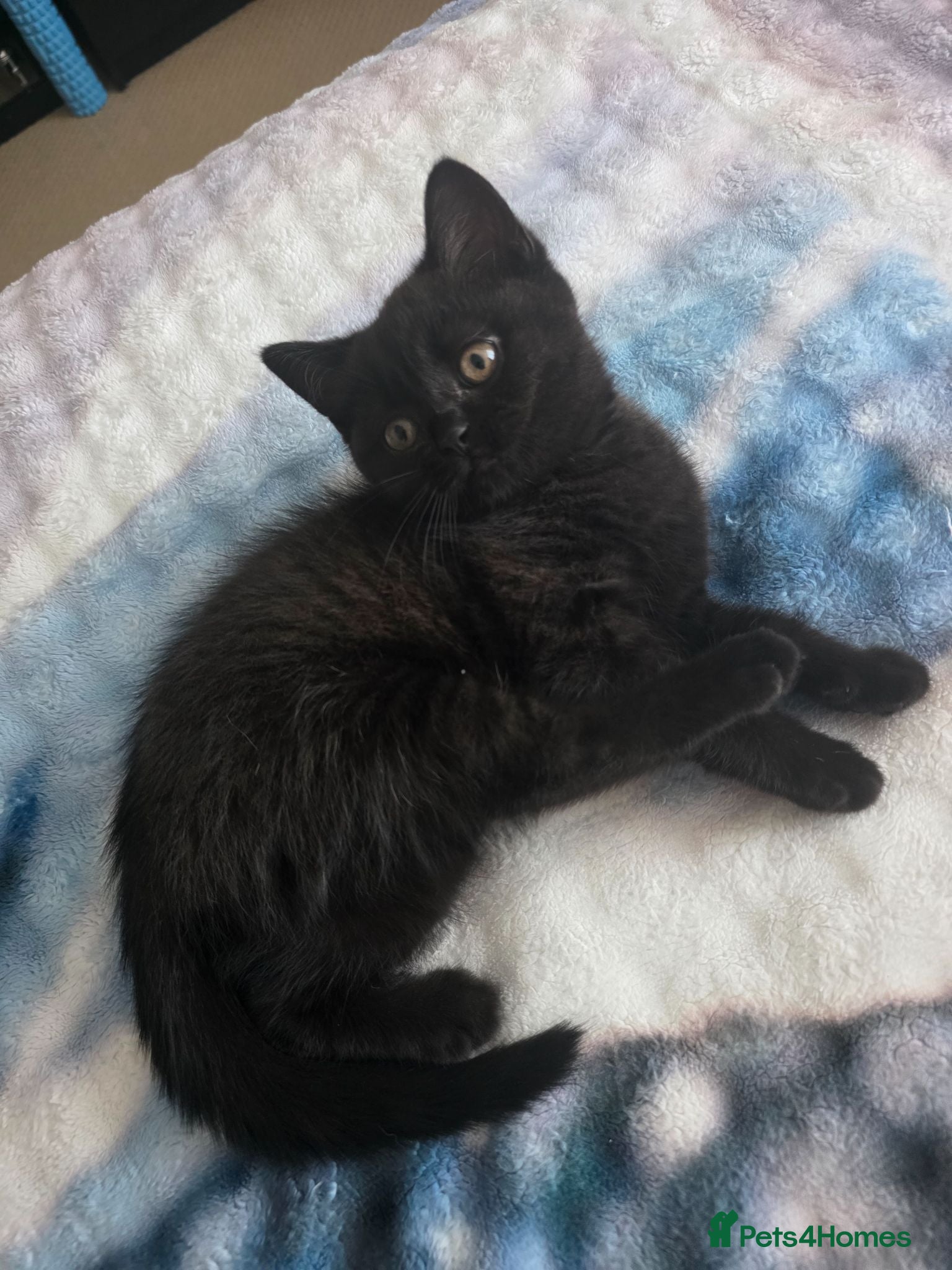 British Shorthair cats British shorthair Tabby black kitten - Advert 1