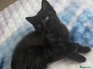 British Shorthair cats British shorthair Tabby black kitten - Advert 1
