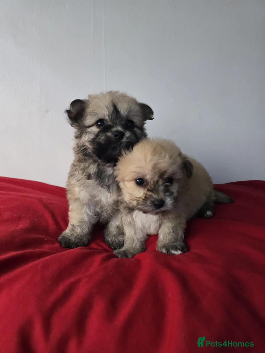 Yorkiepoo dogs for sale: Yorkiepoo puppies  - Advert 14