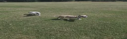 American Bully dogs for sale: Two Stunning American Bully Standard Puppies - Advert 9