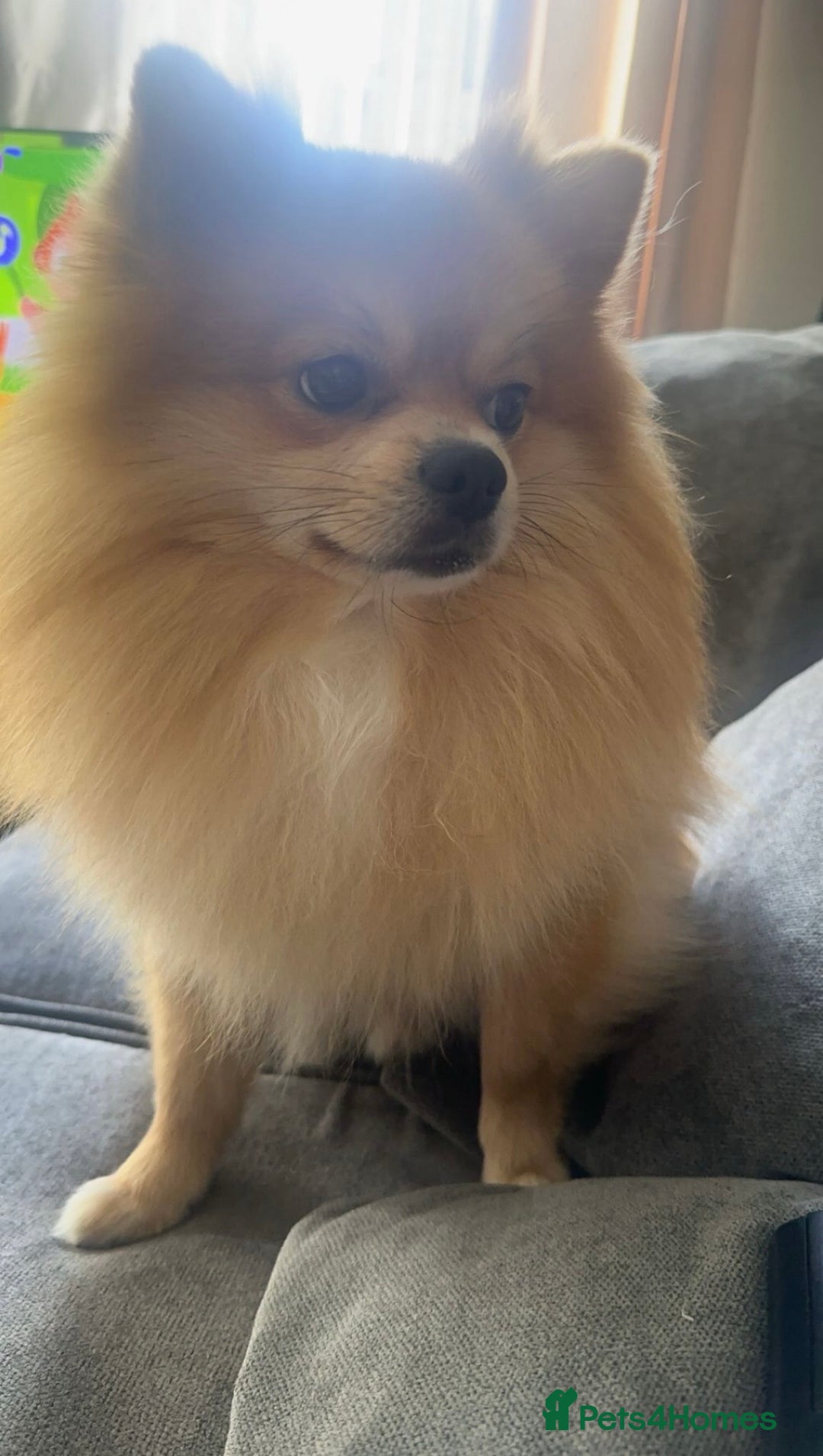 Pomeranian dogs for sale: 2 year old Male Pomeranian  - Advert 3