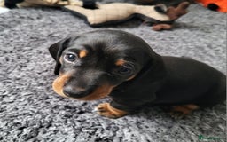 Miniature Dachshund dogs for sale: Miniature Dachshund puppies  - Image 4