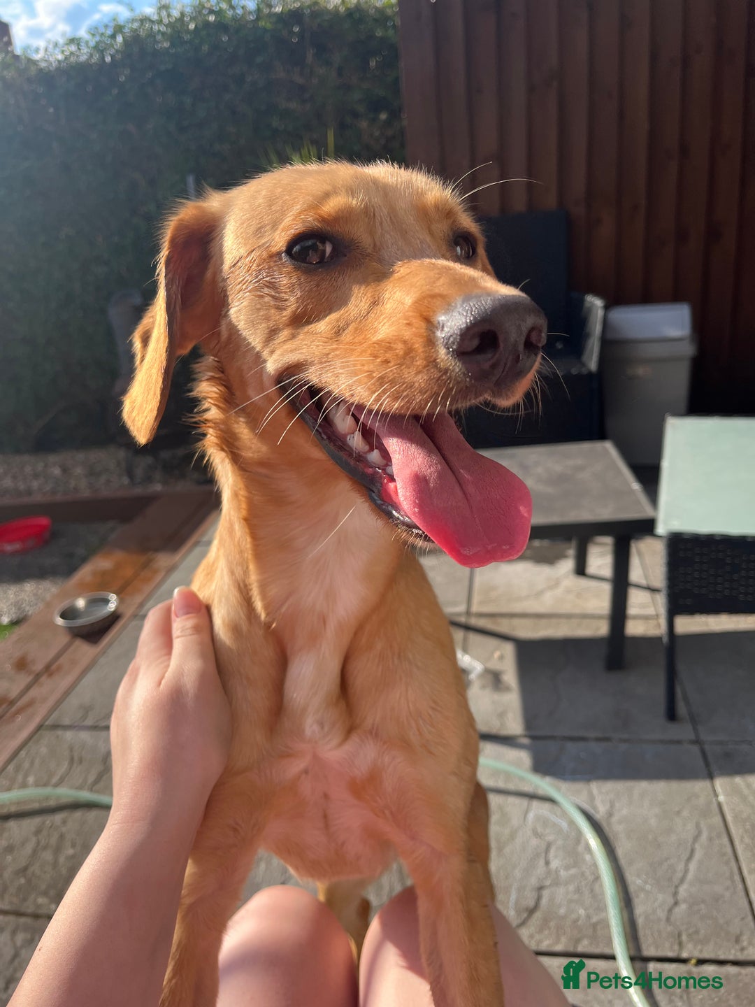 Mixed Breed dogs for sale: Female cocker spaniel X Whippet  - Image 6