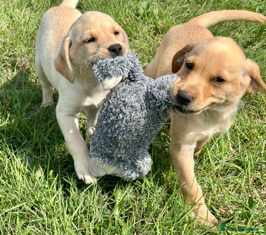Labrador Retriever dogs - Advert 2
