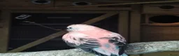 Cockatiels birds for sale: DNA breeding pairs barraband Bourke cockatiels - Advert 5