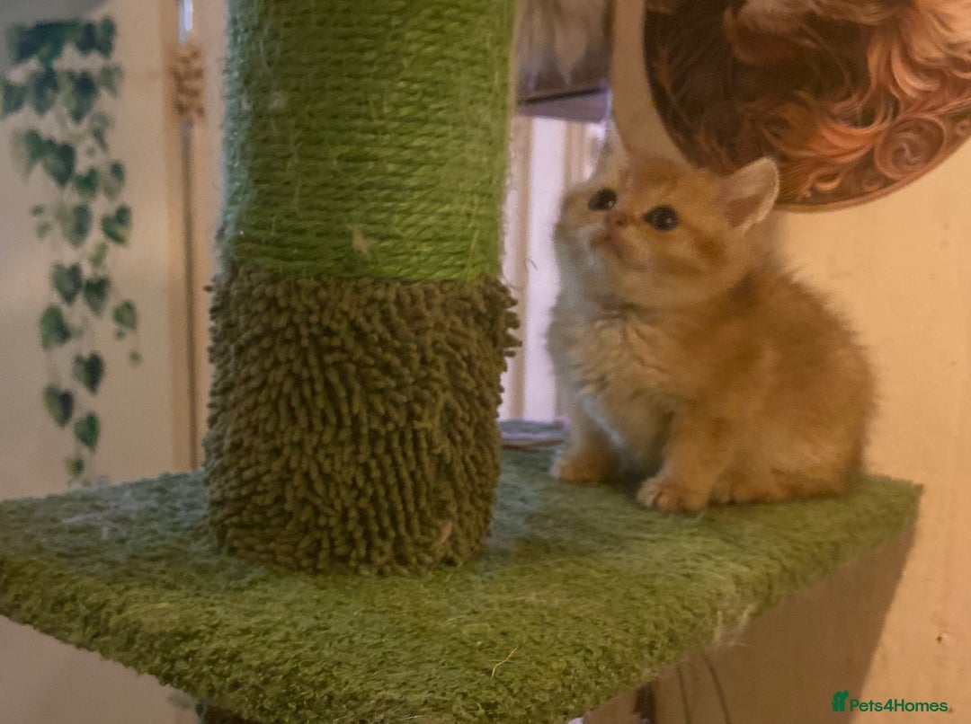 Brazilian Shorthair cats for sale: Full Pedigree golden tipped british short hair - Advert 5