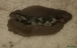 Miniature Dachshund dogs for sale: Miniature dachshund  - Image 8