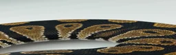 Python Snake reptiles for sale: Baby royal python for sale - Advert 3