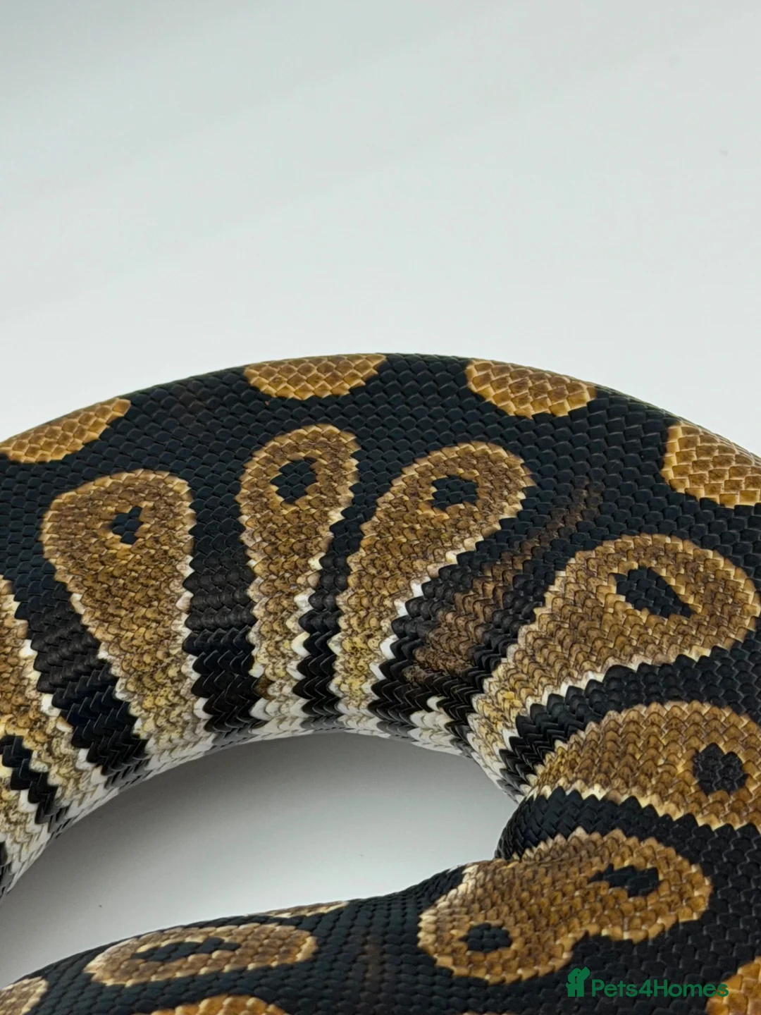 Python Snake reptiles for sale: Baby royal python for sale - Advert 3