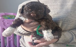 Lagotto Romagnolo dogs for sale: Lagotto Romagnolo, pure breed, KC reg litter - Image 23