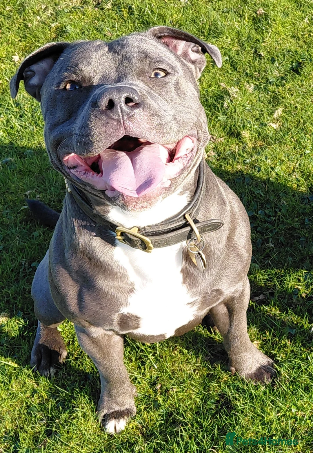 Staffordshire Bull Terrier dogs for stud: Blue staffordshire bull terrier for stud - Advert 3