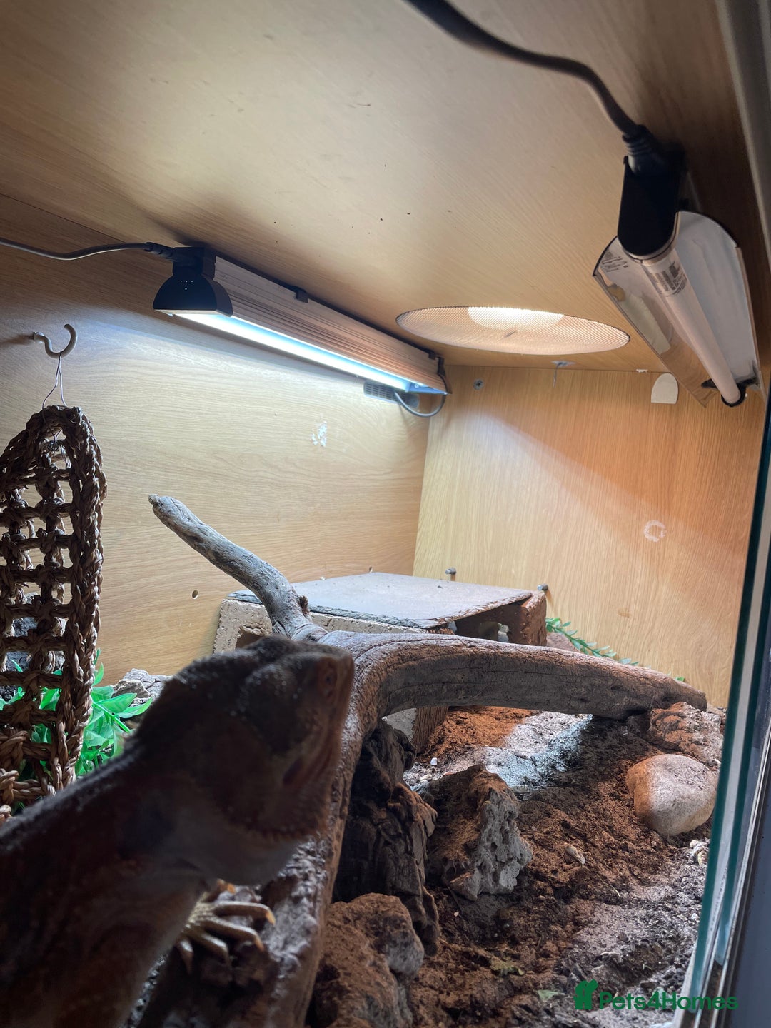 Bearded Dragon reptiles for sale: Bearded Dragon 20 months old  - Image 7