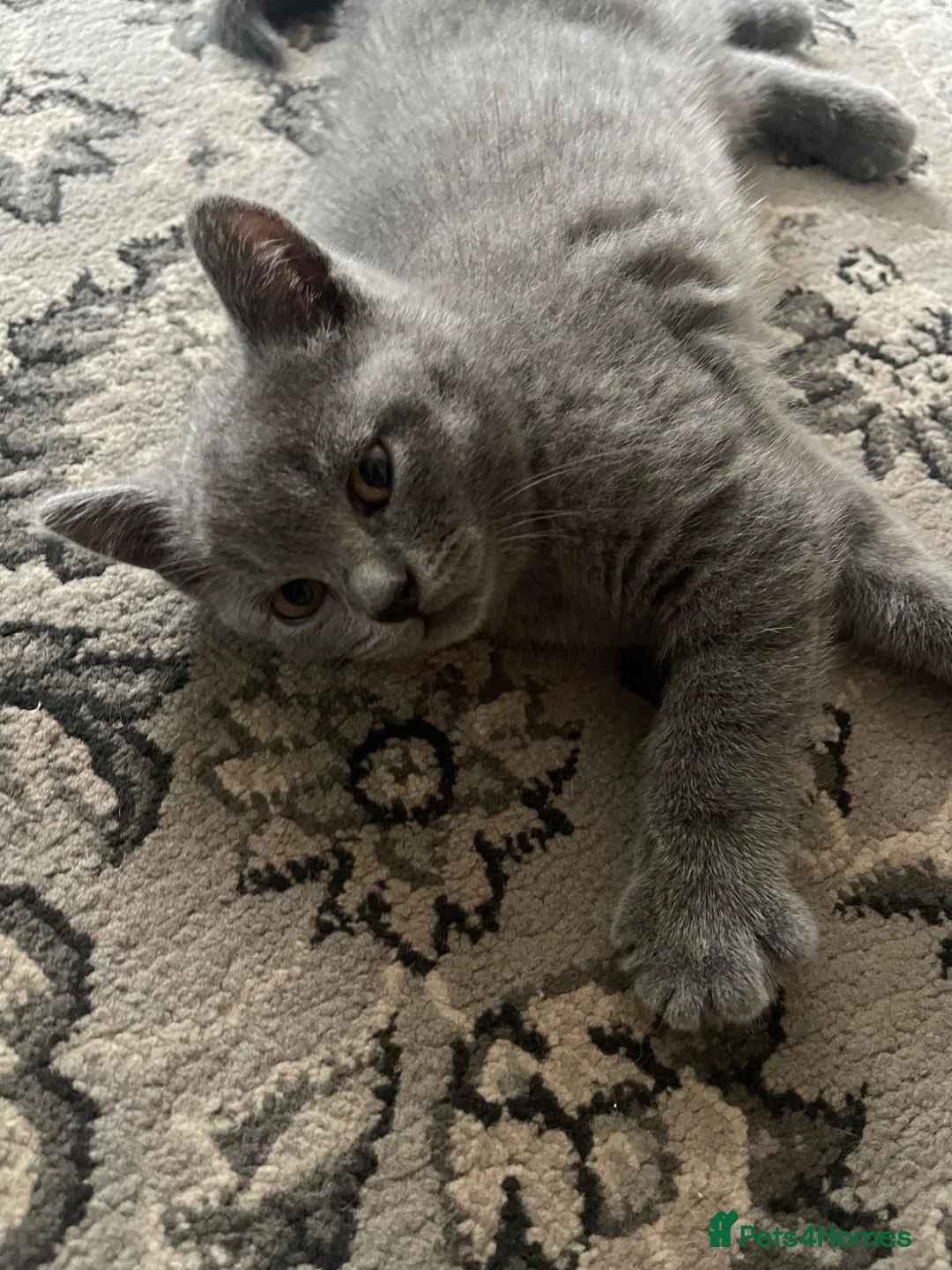 British Shorthair cats for sale: GCCF pedigree British shorthaired blues  - Advert 11