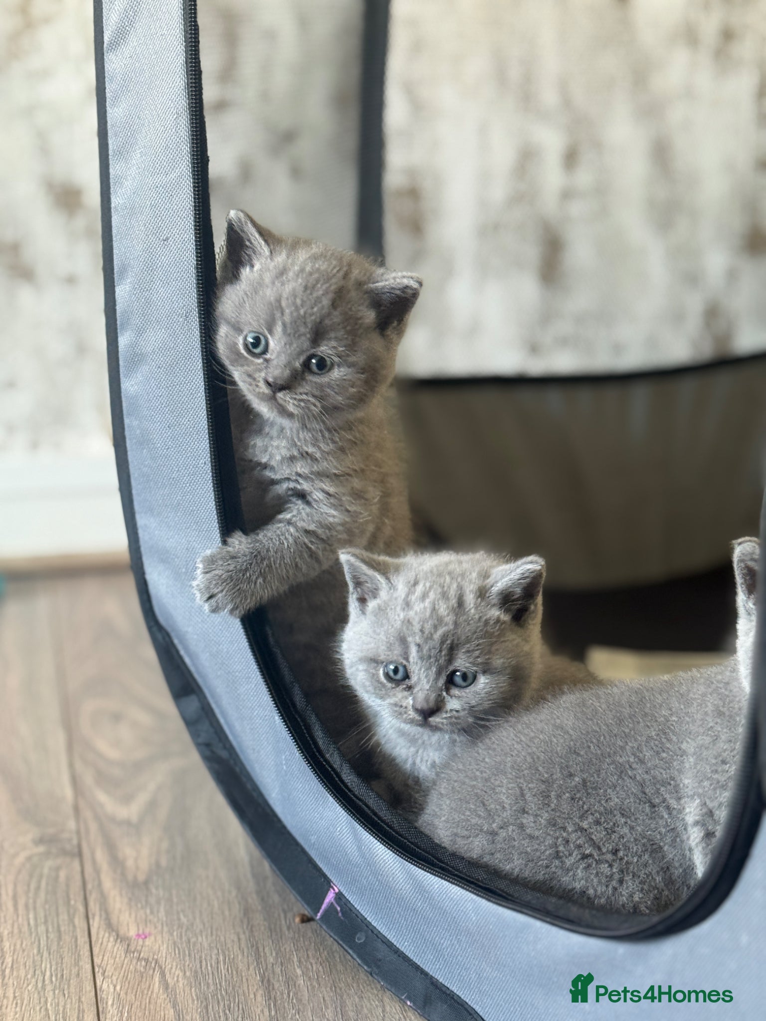 British Shorthair cats for sale: Beautiful British shorthair kittens  - Advert 15