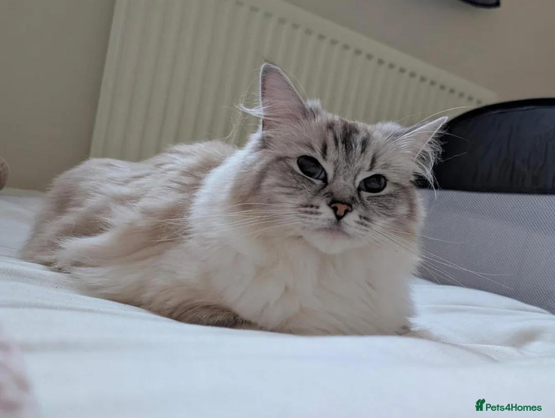 Ragdoll cats for sale: 2 Ragdoll Males South Lanarkshire in Glasgow - Advert 2