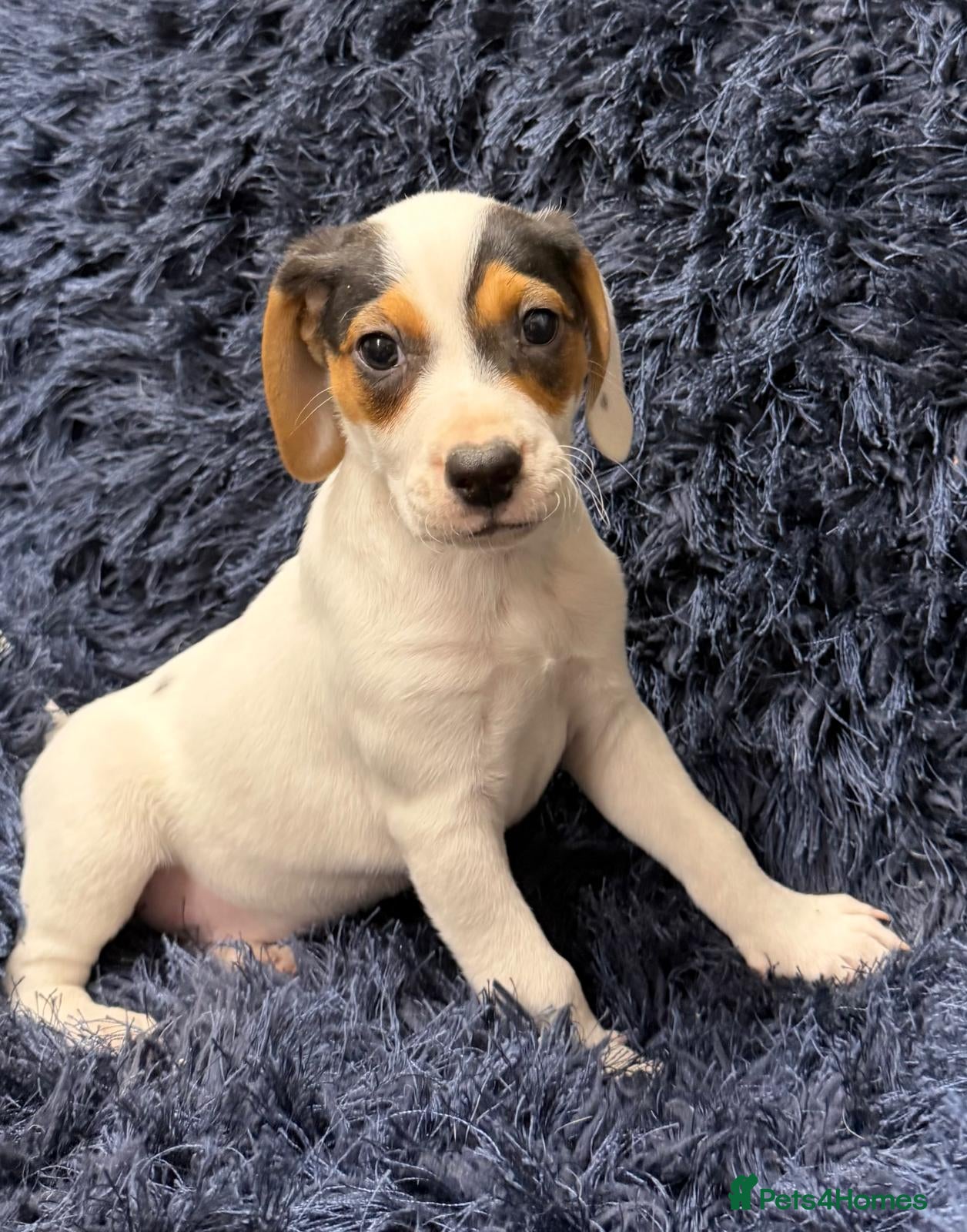 Mixed Breed dogs Beautiful beagle cross pups ready to leave now - Advert 2