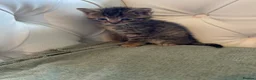 Mixed Breed cats for sale: Stunning and unique kittens - Advert 5