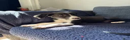 Mixed Breed dogs for sale: LAST BOY- Saluki Greyhound puppies - Advert 2