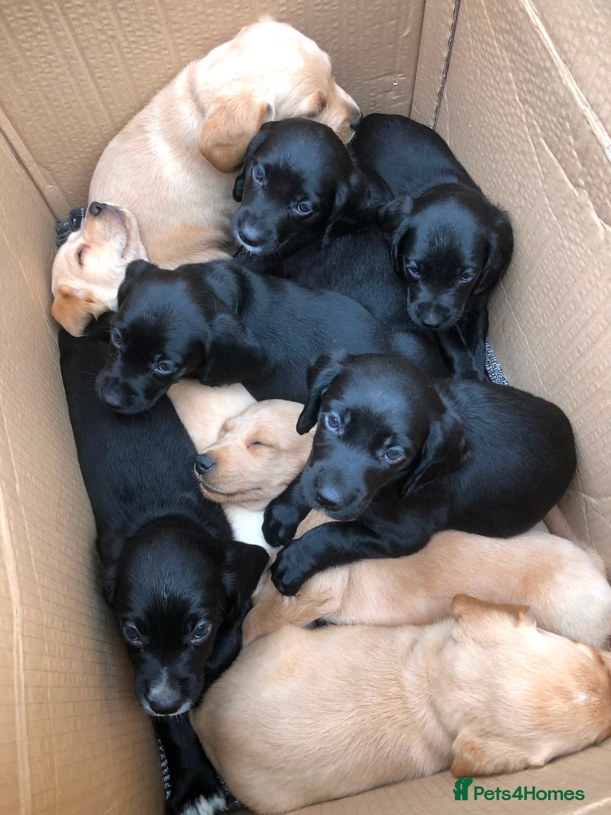 Cockerdor dogs Cockerdor puppy  - Advert 2