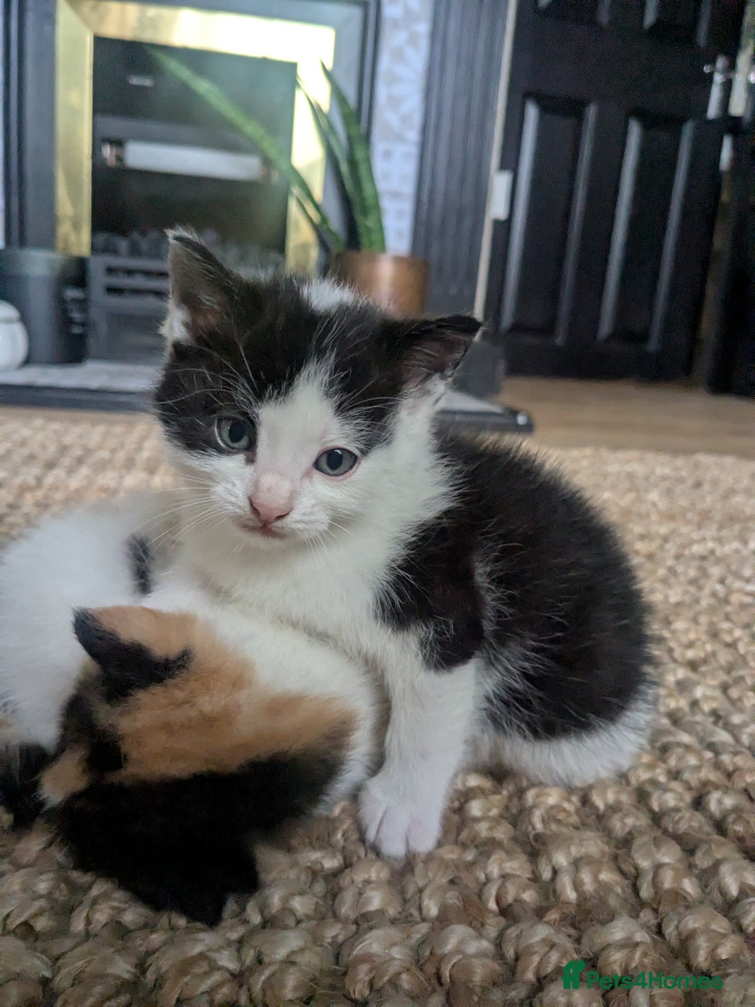 Mixed Breed cats for sale: Gorgeous fluffy kittens - Image 9