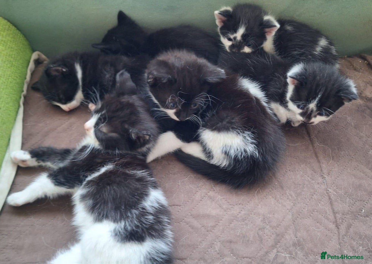Mixed Breed cats 6 black and white kittens - Advert 17